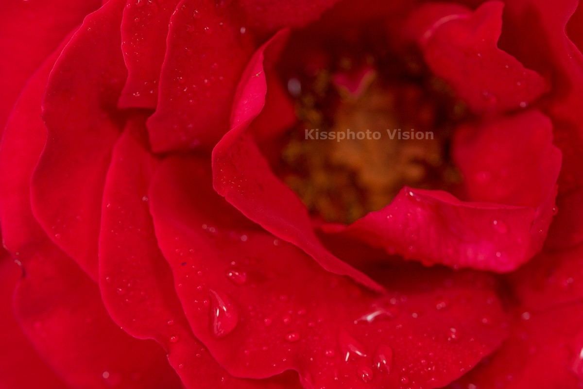 玩出微距新高度—美科MK-MT24閃光燈體驗(yàn)