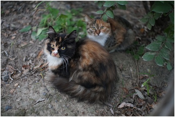 精細調(diào)焦與馥郁色彩 美科25mm f1.8鏡頭評測